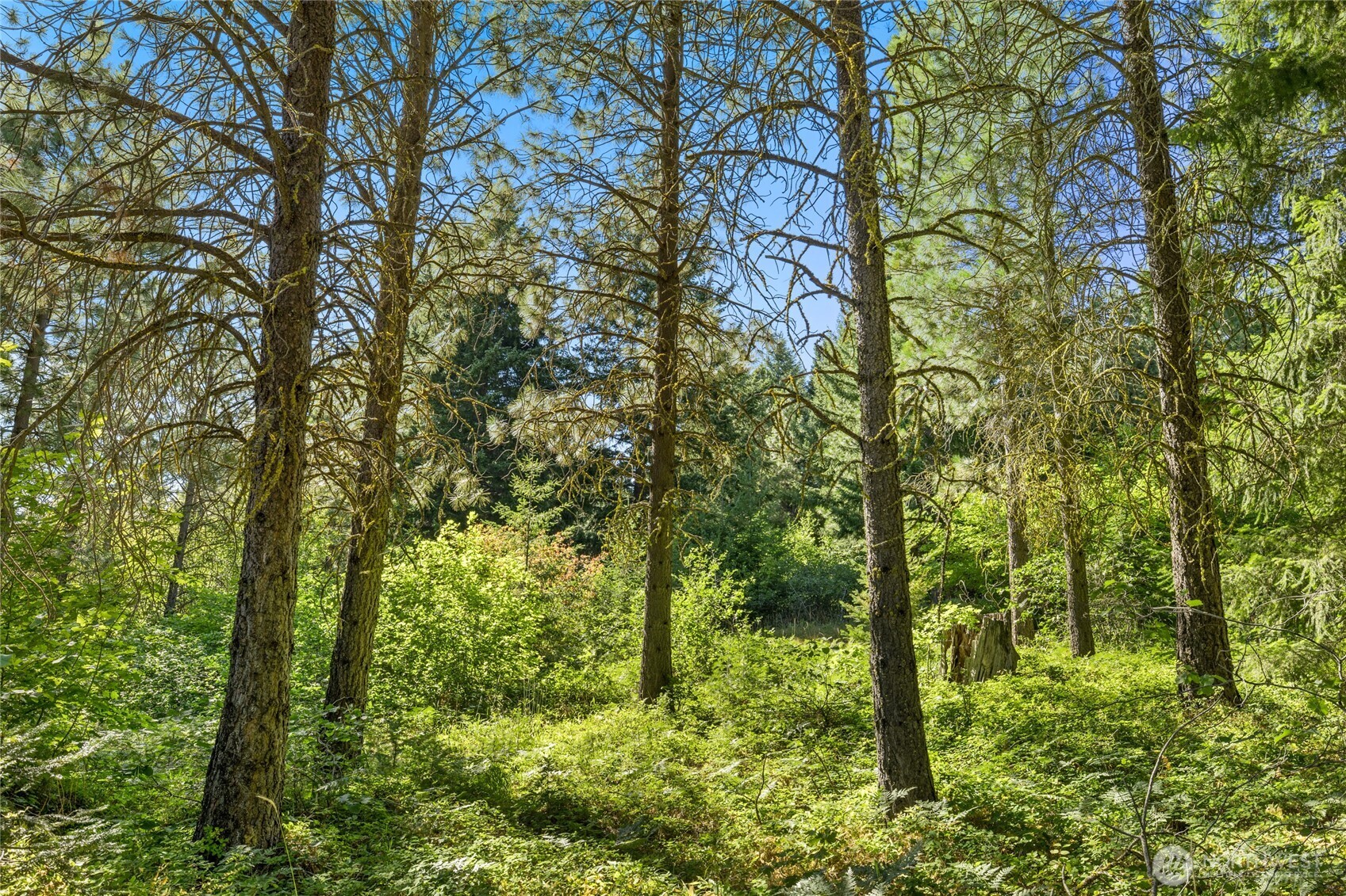 711 Ruby King Loop Cle Elum, WA 98922 - Photo 9 of 27 a backyard of a house with lots of trees