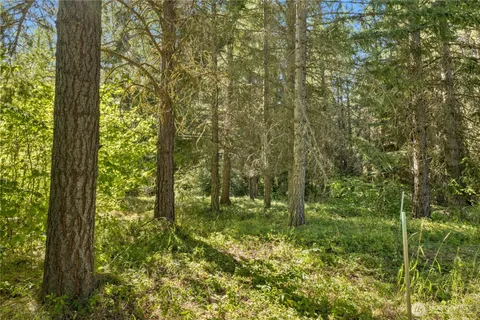 a view of a bunch of trees in a yard