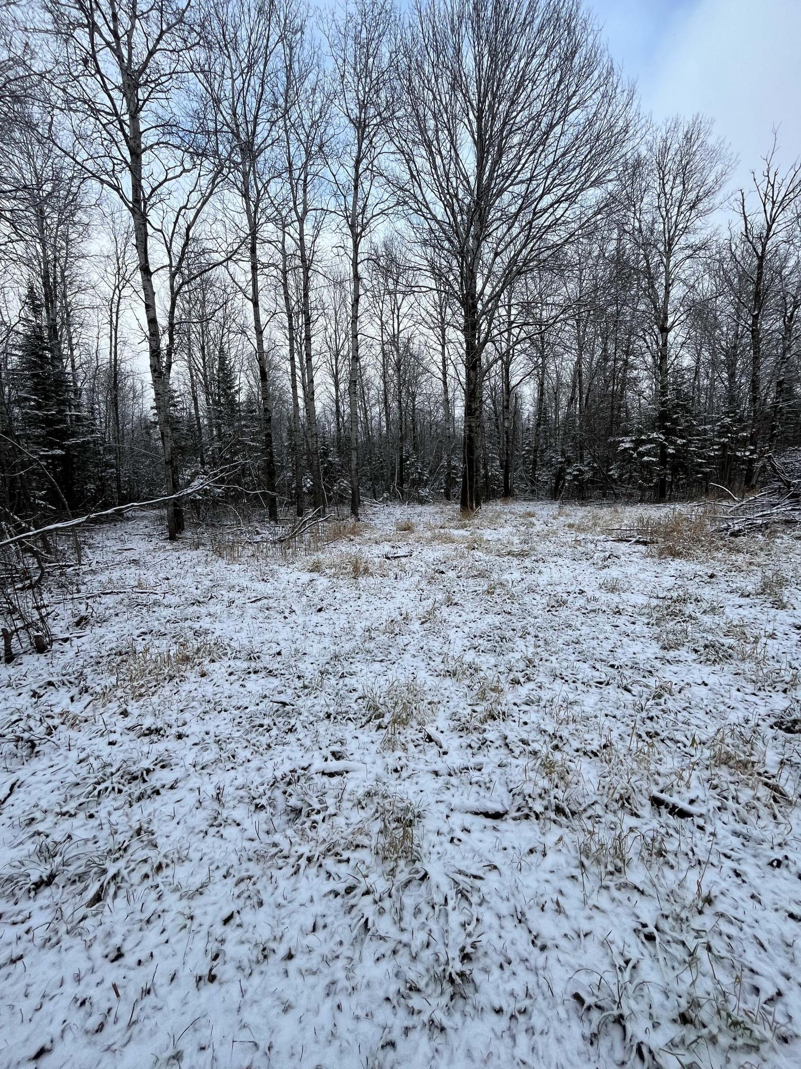 Tbd Tbd Pinewood Lane Northwest Angle Inlet, MN 56711 - Photo 1 of 1 Gallery Image 1