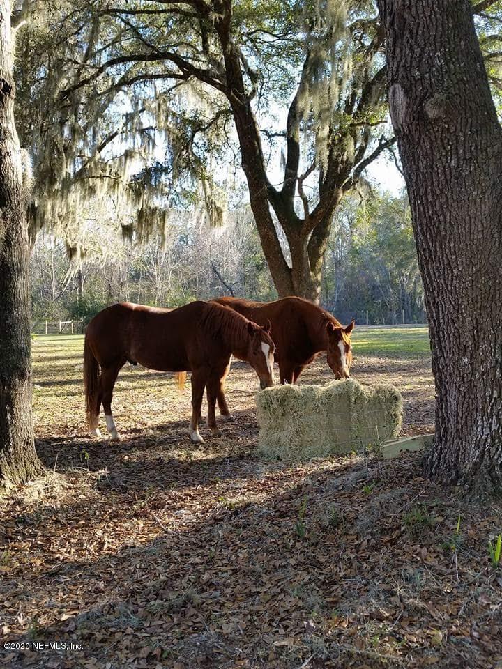 746 Worth Road St. Johns, FL 32259 - Photo 45 of 66 So much space for them to roam
