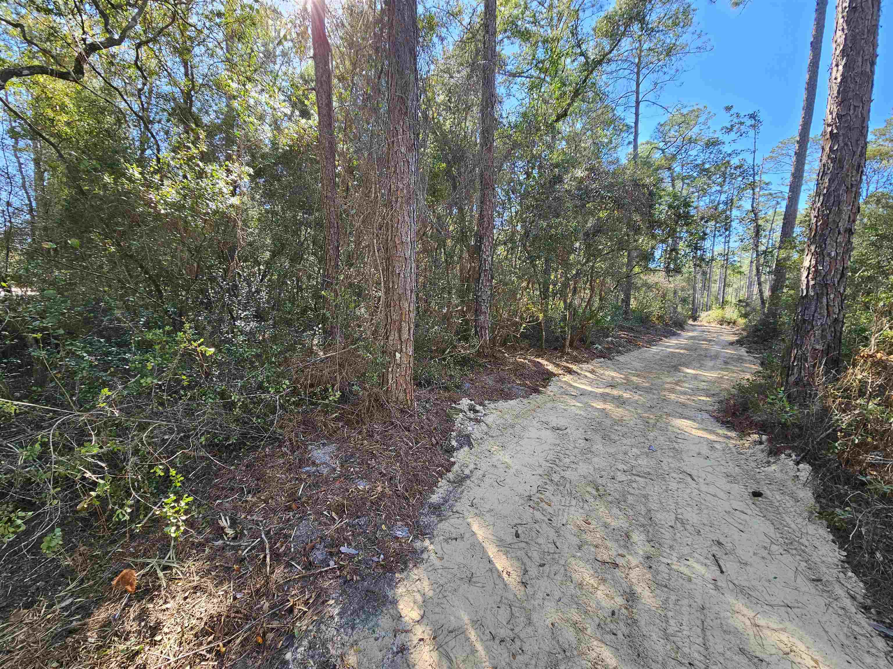 40 Mackery Woods Road Sopchoppy, FL 32358 - Photo 2 of 8