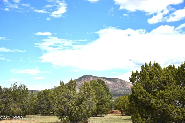 a view of a tree with lots of trees