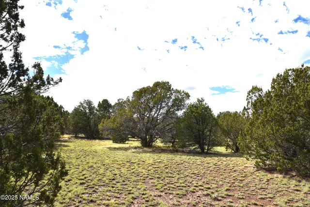 a view of a yard with trees