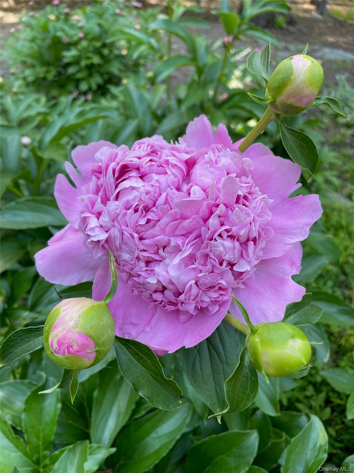 101 Hickory Hill Road Tappan, NY 10983 - Photo 37 of 40 a view of a flower