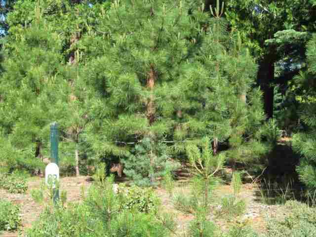 275 Balsam Fir Road, Unit CDRWD Lake Almanor, CA 96137 - Photo 2 of 5 Gallery Image 2