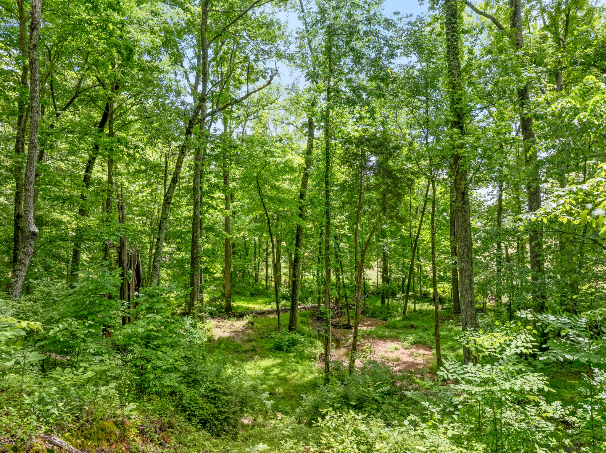 3791 Sylvia Road Dickson, TN 37055 - Photo 84 of 96 a view of a lush green forest