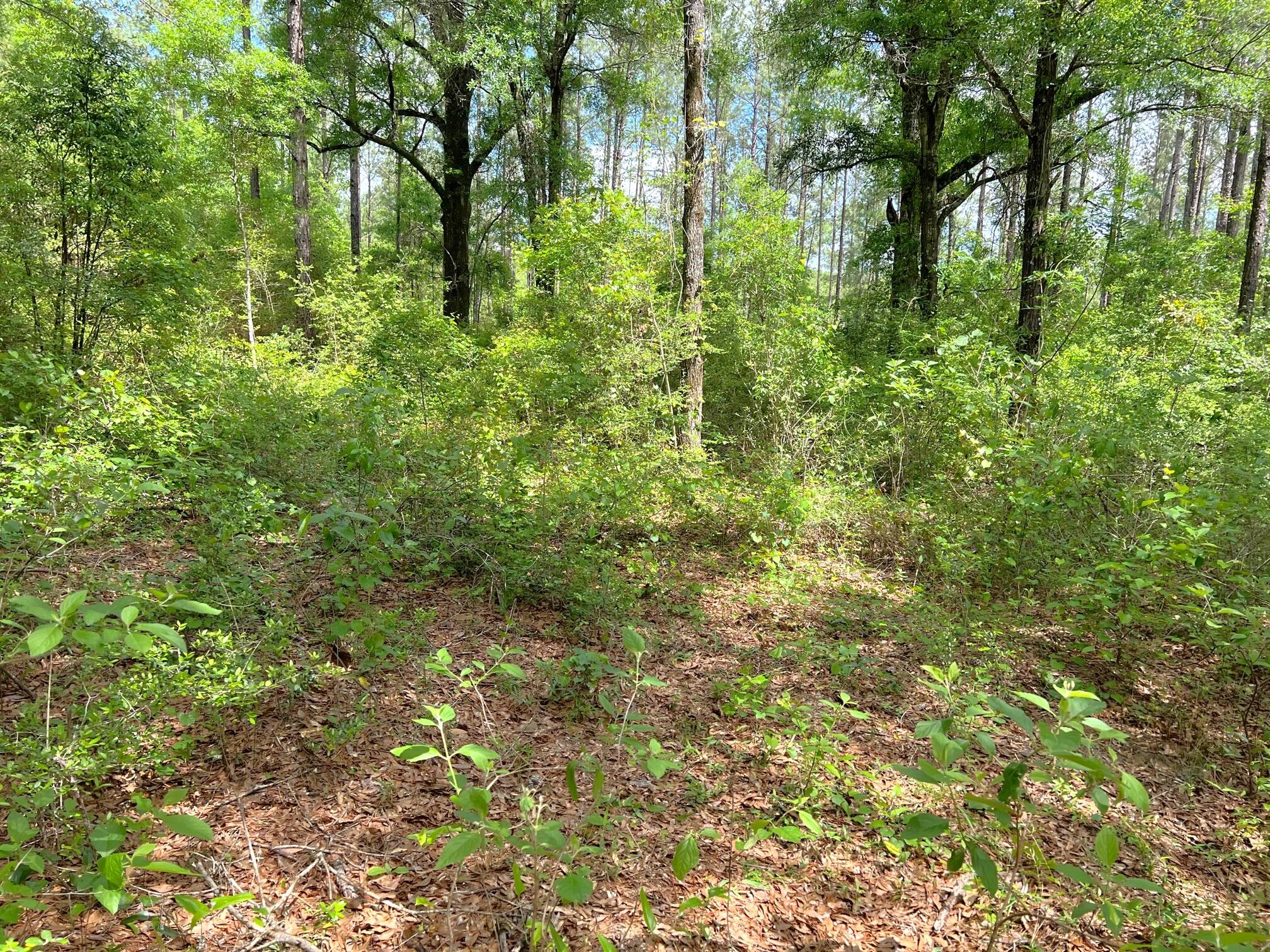2409 Sumac Road Westville, FL 32464 - Photo 5 of 14 IMG_4629