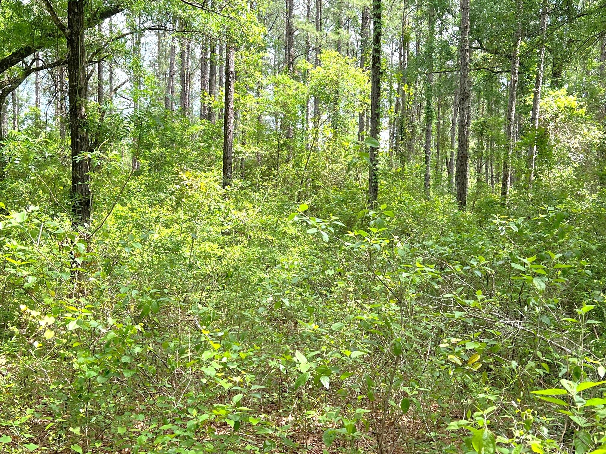 2409 Sumac Road Westville, FL 32464 - Photo 9 of 14 IMG_4633