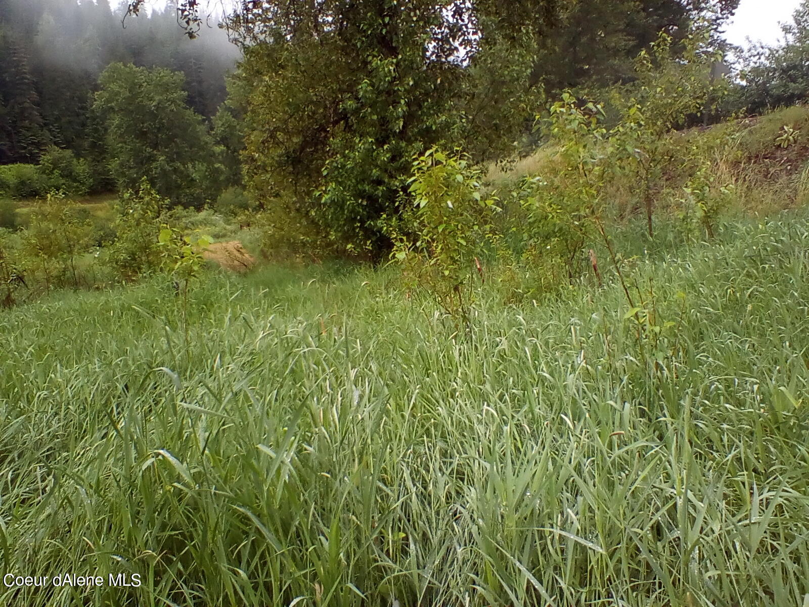 Nka Railroad Grade Road St. Maries, ID 83861 - Photo 16 of 36 IMG_20230609_061750