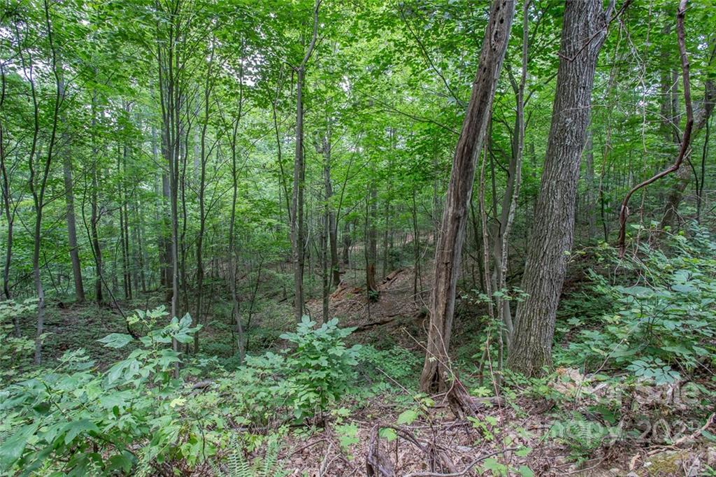 0 Parker Road Asheville, NC 28805 - Photo 13 of 23 Gallery Image 13