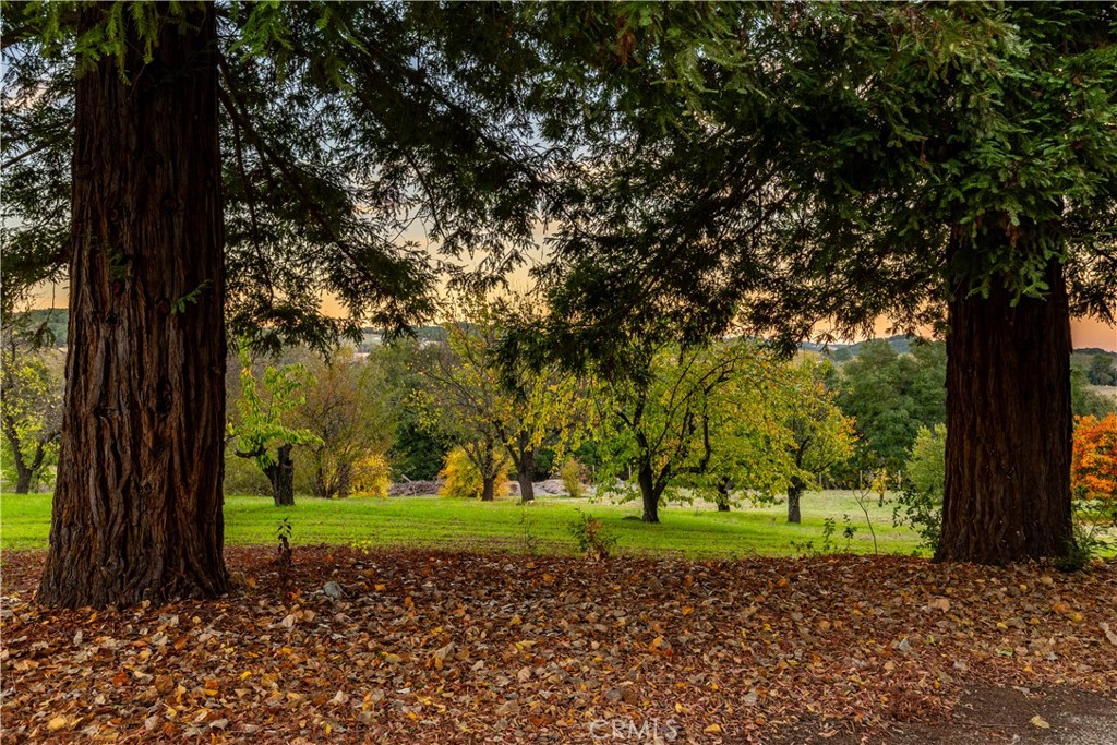 5415 Fairhills Road Paso Robles, CA 93446 - Photo 70 of 73 Established redwoods create privacy.