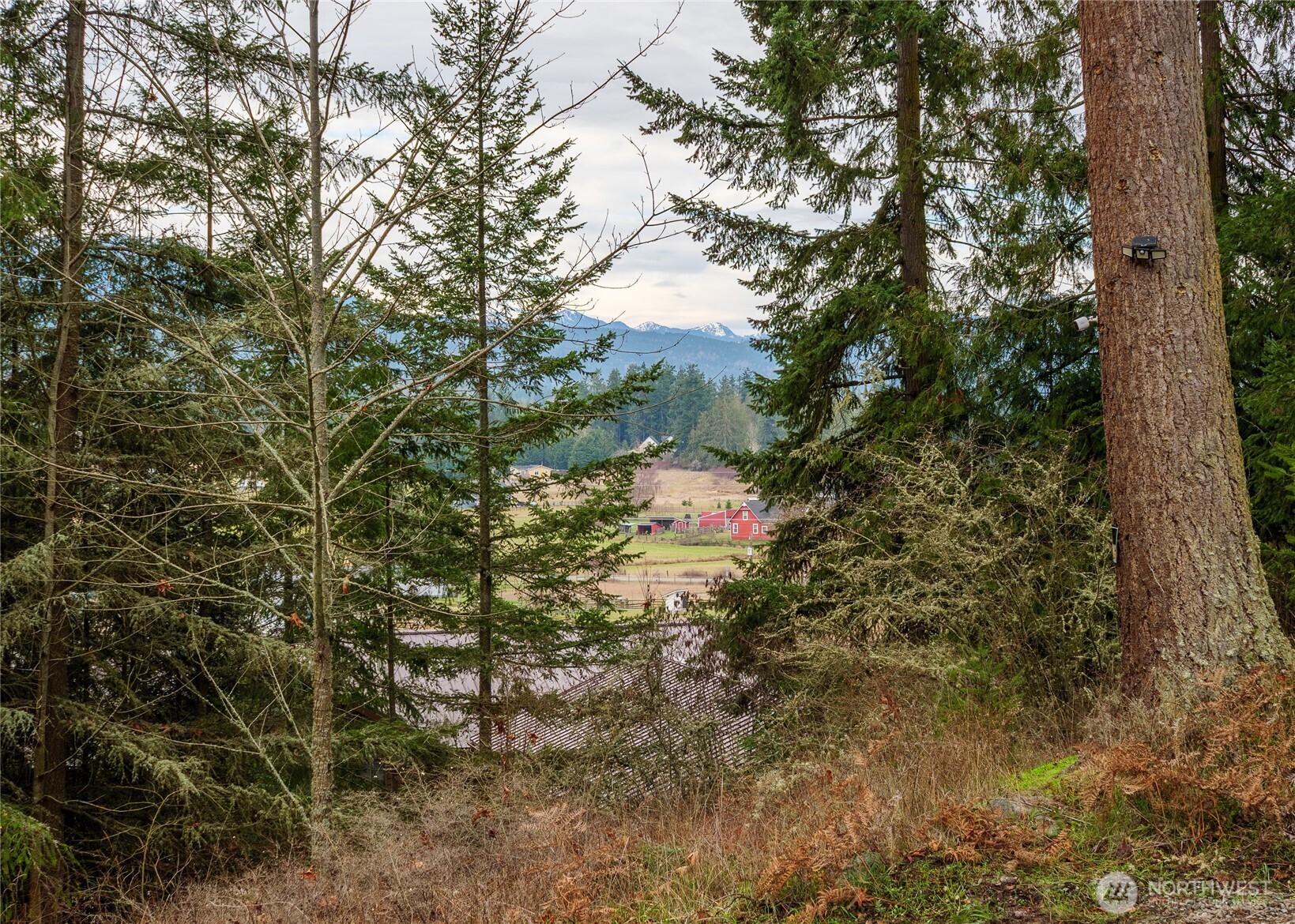 193 Springwater Lane Sequim, WA 98382 - Photo 37 of 40 a backyard of a house with lots of trees