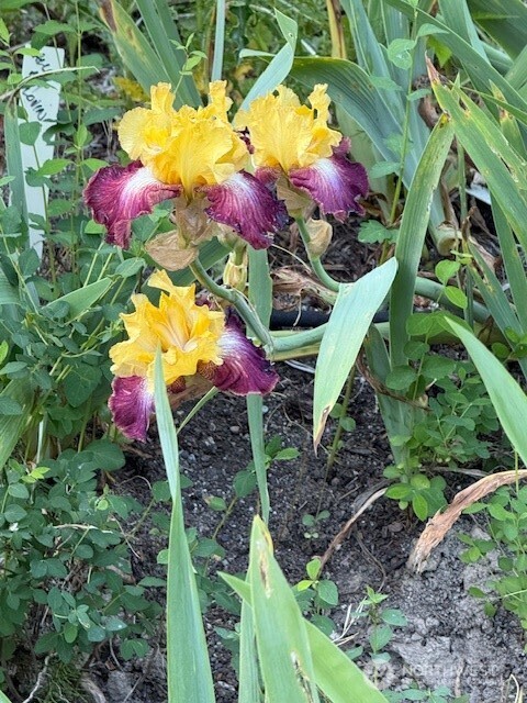 193 Springwater Lane Sequim, WA 98382 - Photo 39 of 40 a view of a yard