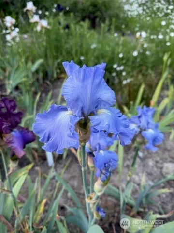 $295,000 | 193 Springwater Lane, Sequim, WA 98382