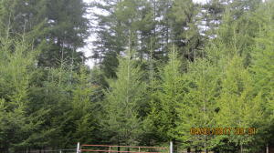 37430 Upper Nestucca Road Beaver, OR 97108 - Photo 13 of 20 The Trees
