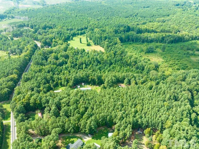 a view of a forest with a tree