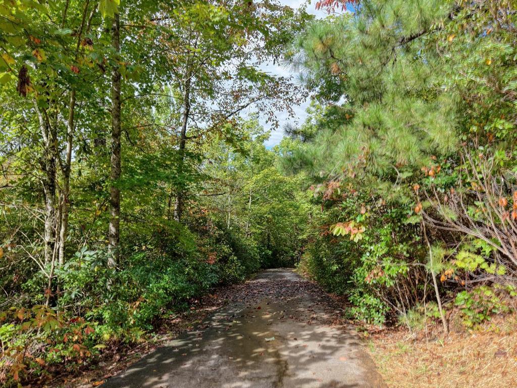 Lot 12 Smokin Ridge Hayesville, NC 28904 - Photo 2 of 20 a view of a yard with plants and trees
