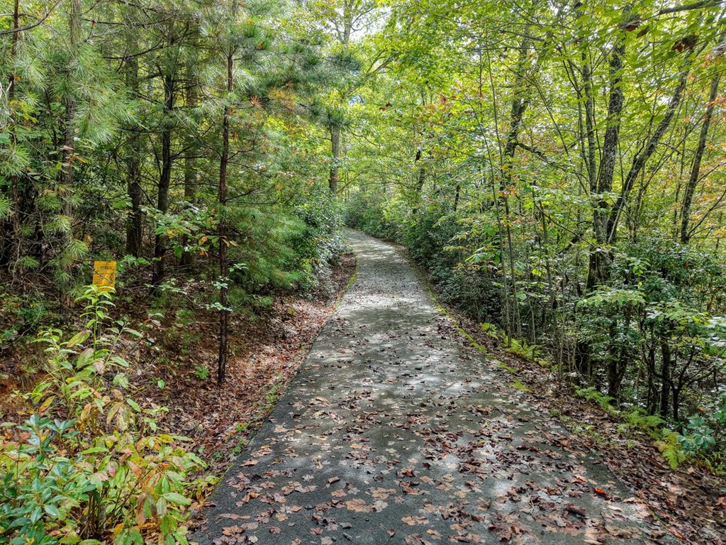 Lot 12 Smokin Ridge Hayesville, NC 28904 - Photo 4 of 20 a view of a yard with plants and large trees