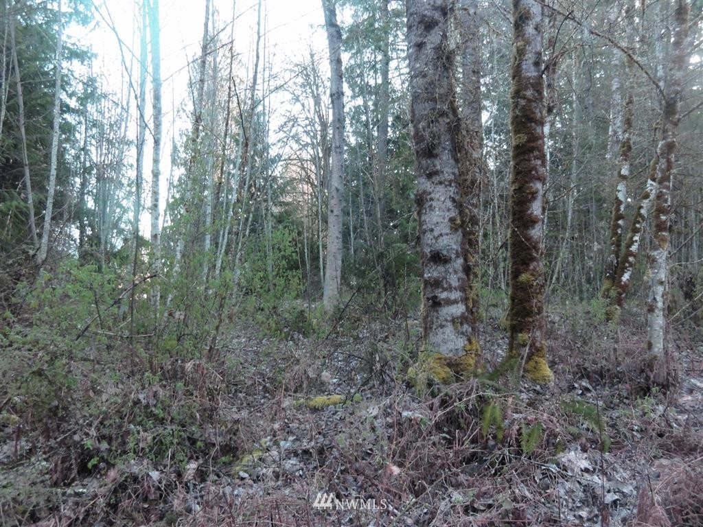 0 Skinner Road Randle, WA 98377 - Photo 5 of 10 Gallery Image 5