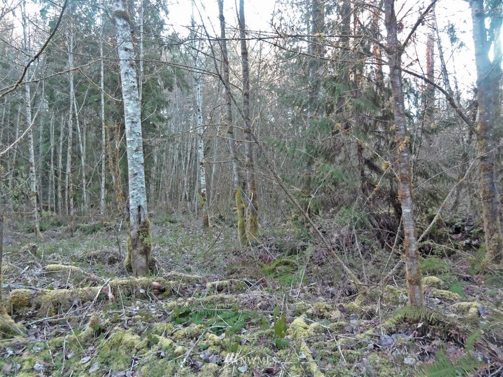 0 Skinner Road Randle, WA 98377 - Photo 7 of 10 Gallery Image 7