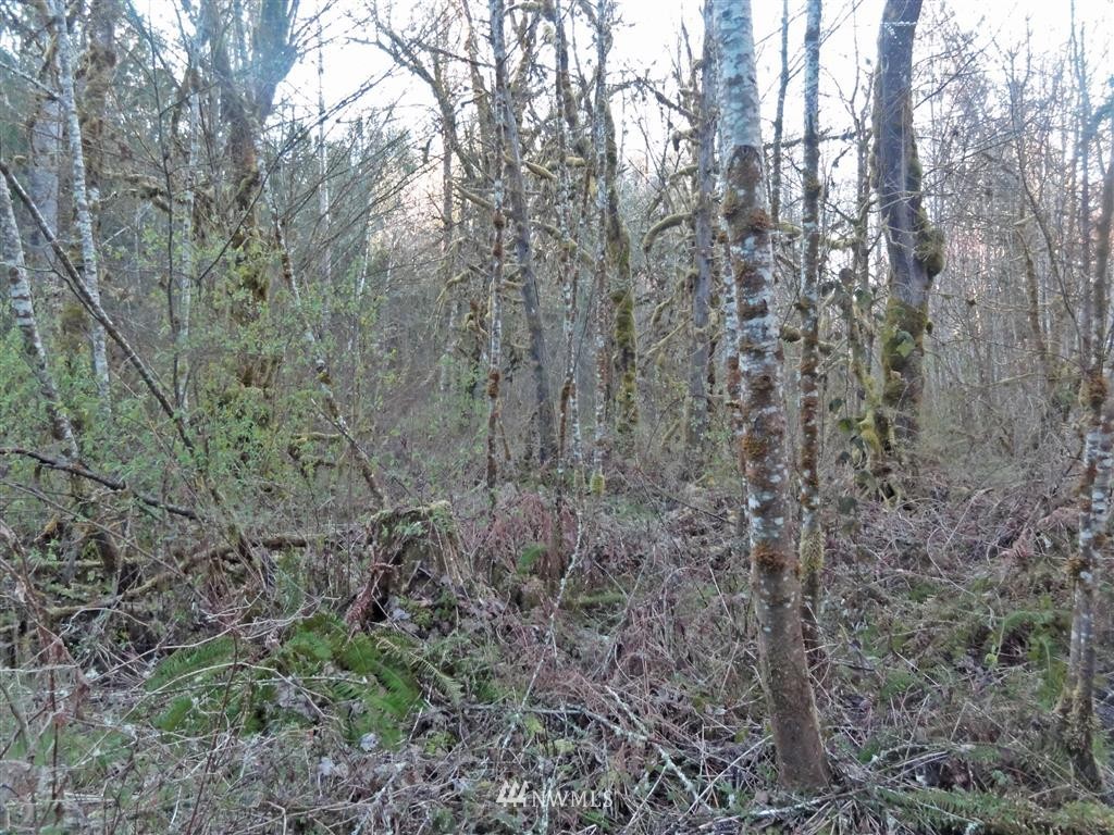0 Skinner Road Randle, WA 98377 - Photo 9 of 10 Gallery Image 9