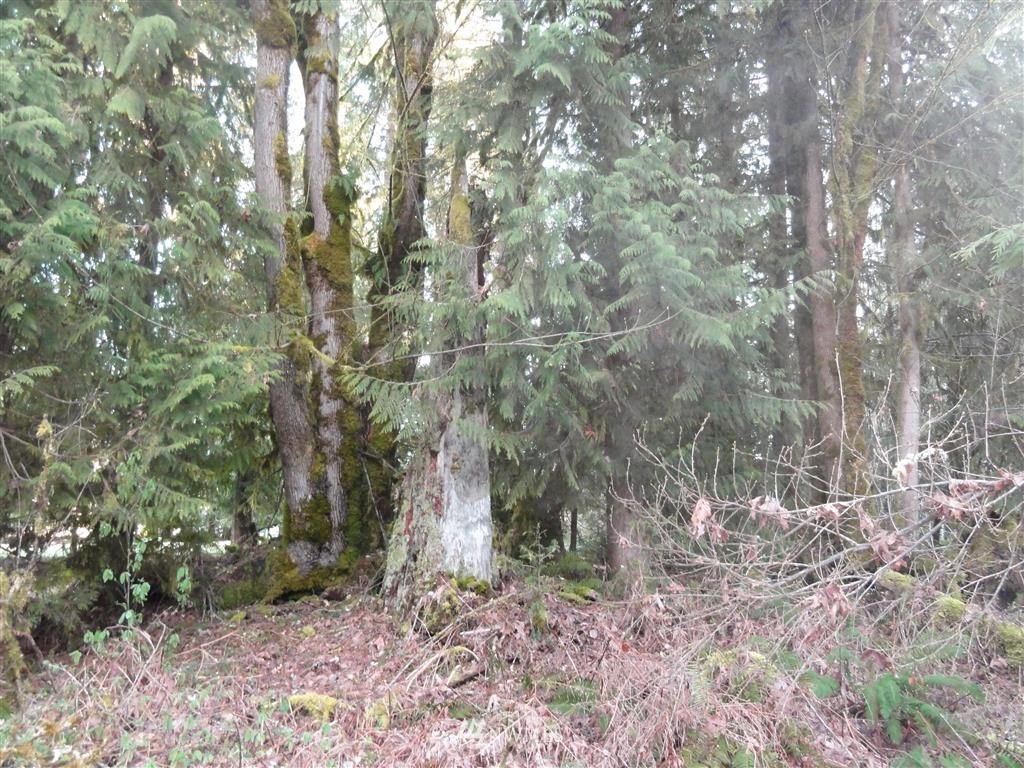 0 Skinner Road Randle, WA 98377 - Photo 10 of 10 Gallery Image 10