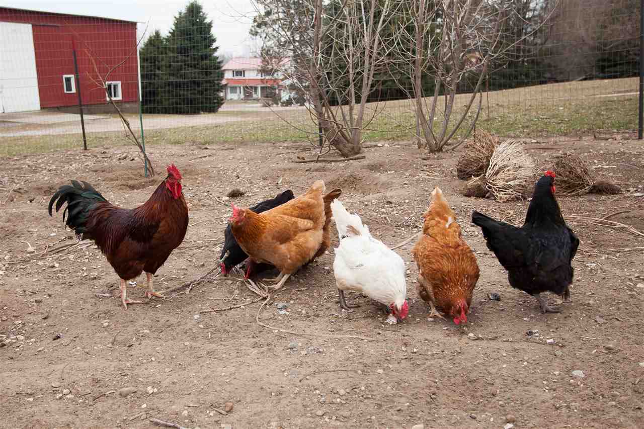 8325 South Gale Road Morrice, MI 48857 - Photo 47 of 58 Chickens