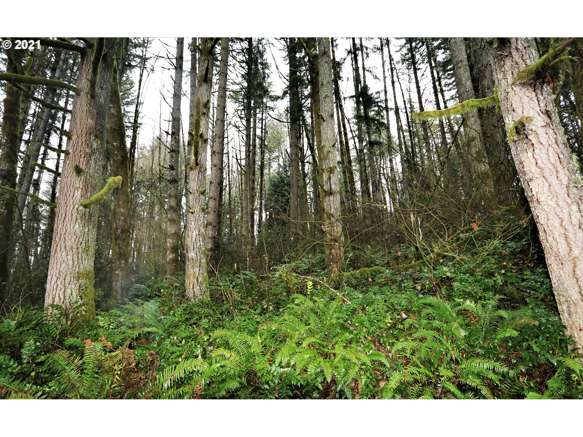 71925 Lentz Road Rainier, OR 97048 - Photo 27 of 29 Gallery Image 27