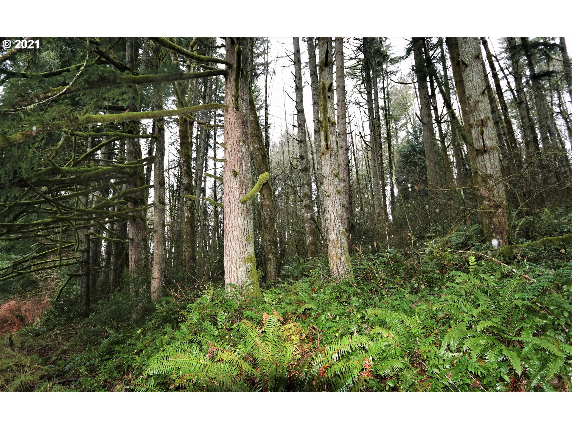 71925 Lentz Road Rainier, OR 97048 - Photo 28 of 29 Gallery Image 28