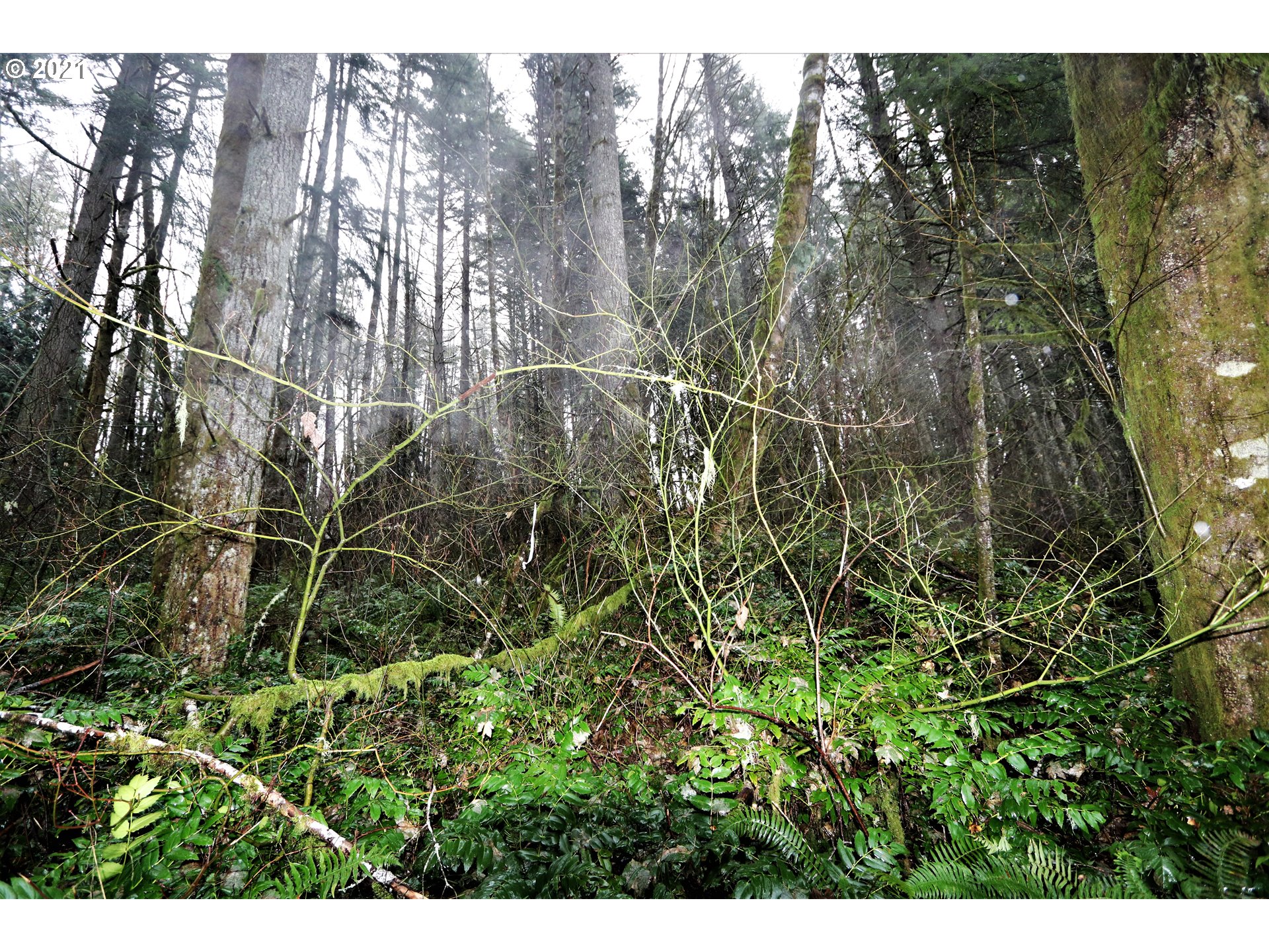 71925 Lentz Road Rainier, OR 97048 - Photo 29 of 29 Gallery Image 29