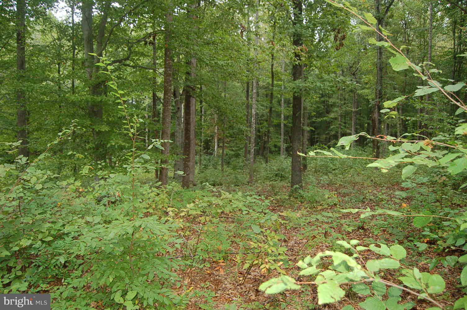 Raven Road Bumpass, VA 23024 - Photo 4 of 7 Middle of lot
