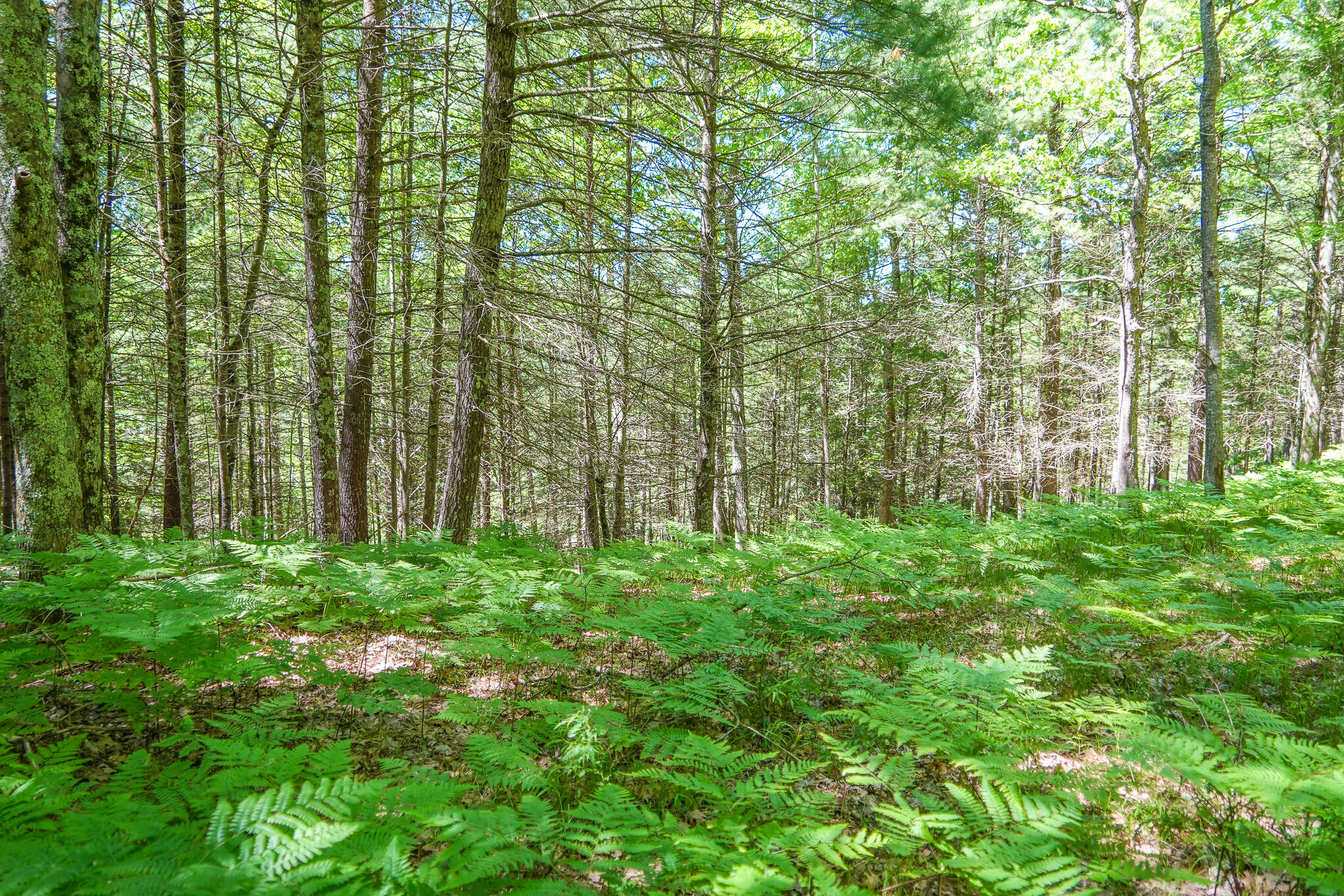 4993 Little River Road Manistee, MI 49660 - Photo 25 of 62 DSC00298
