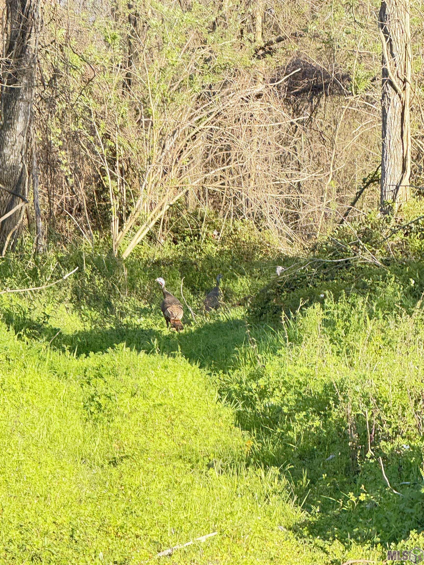 Tbd Cat Island Road St. Francisville, LA 70775 - Photo 39 of 60
