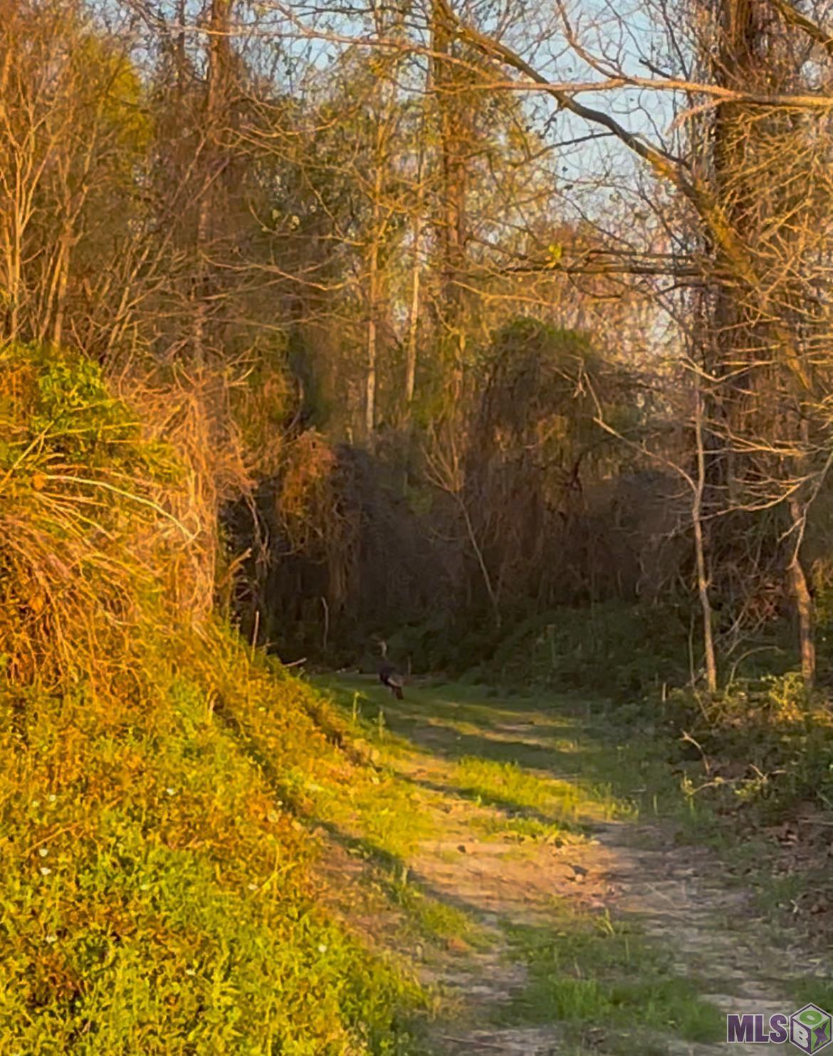 Tbd Cat Island Road St. Francisville, LA 70775 - Photo 41 of 60