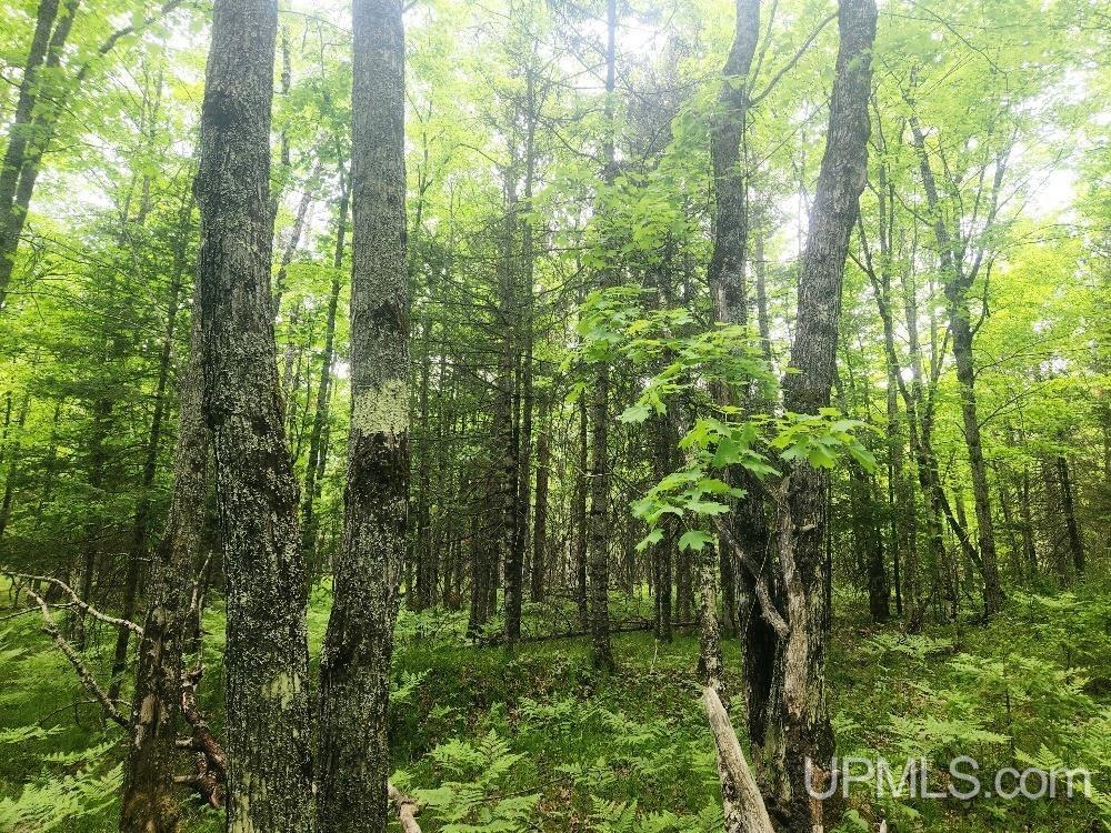 Lot 5 Wilderness Way Road Crystal Falls, MI 49920 - Photo 19 of 25
