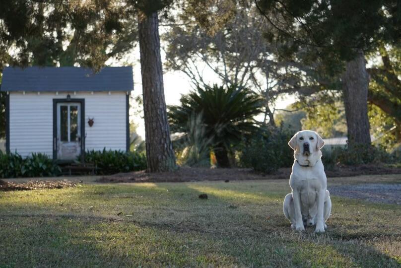 1792 Appleton Road Allendale, SC 29810 - Photo 48 of 70 A Dog's Life at Robwood