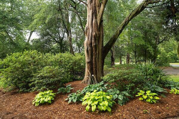 1792 Appleton Road Allendale, SC 29810 - Photo 54 of 70 Beautiful Landscaping