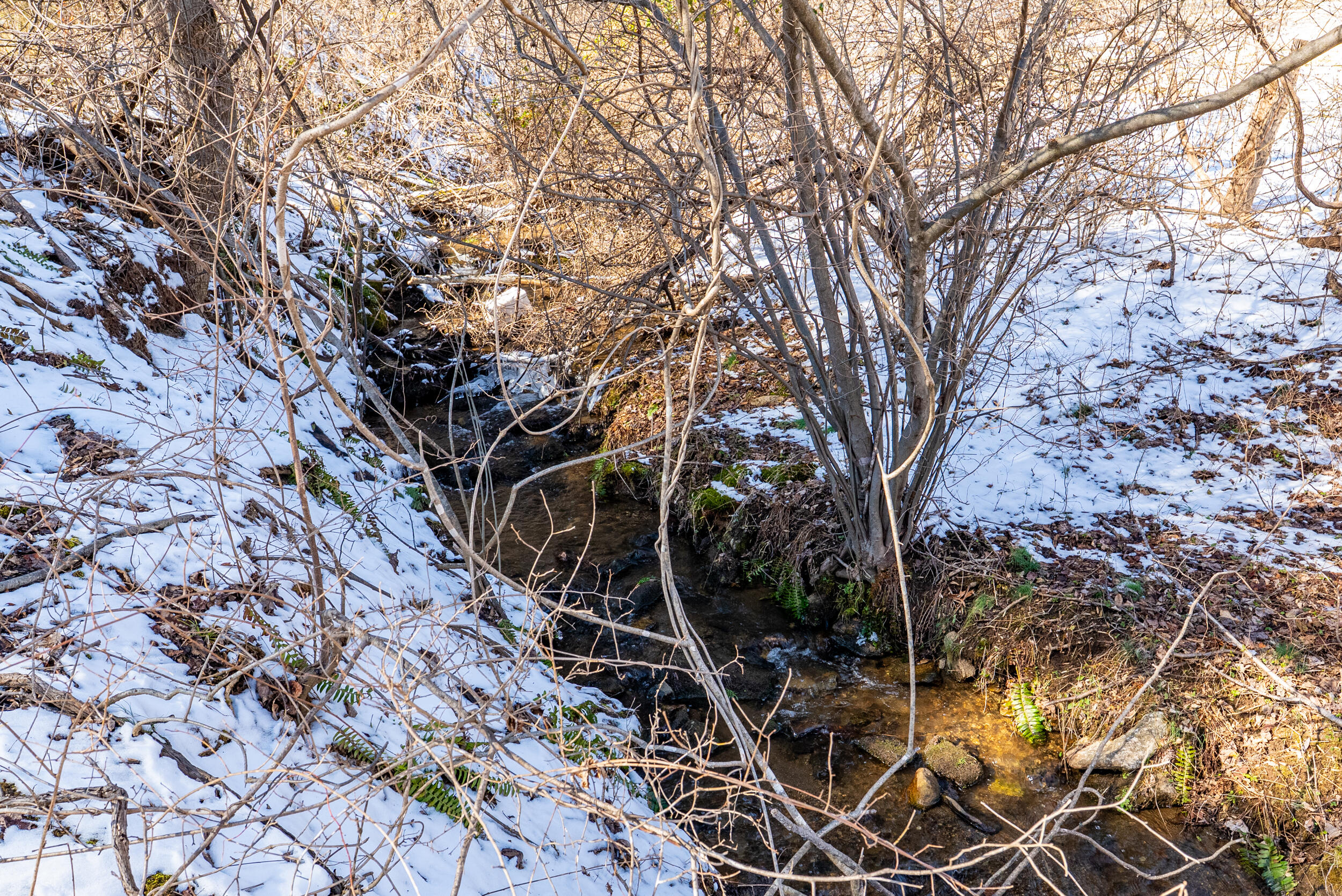 0 Lavender Lane Amherst, VA 24521 - Photo 46 of 49 a backyard of a house with lots of trees