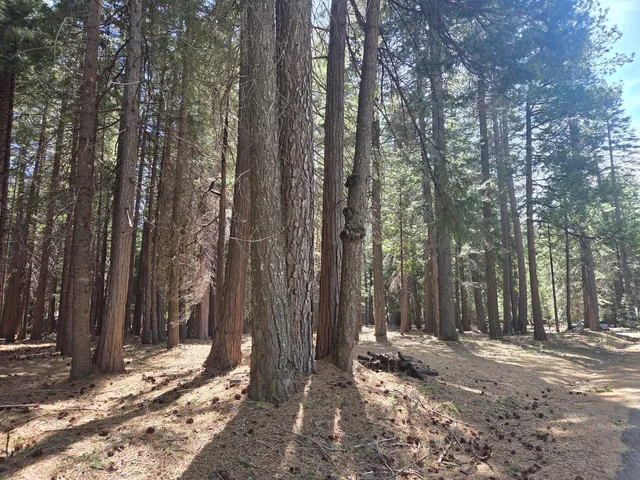 $22,500 | Lot # Colossians Way, Shingletown, CA 96088