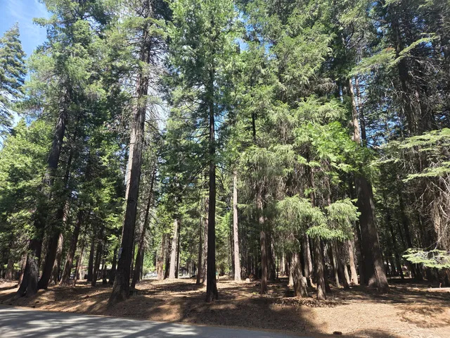 $22,500 | Lot # Colossians Way, Shingletown, CA 96088