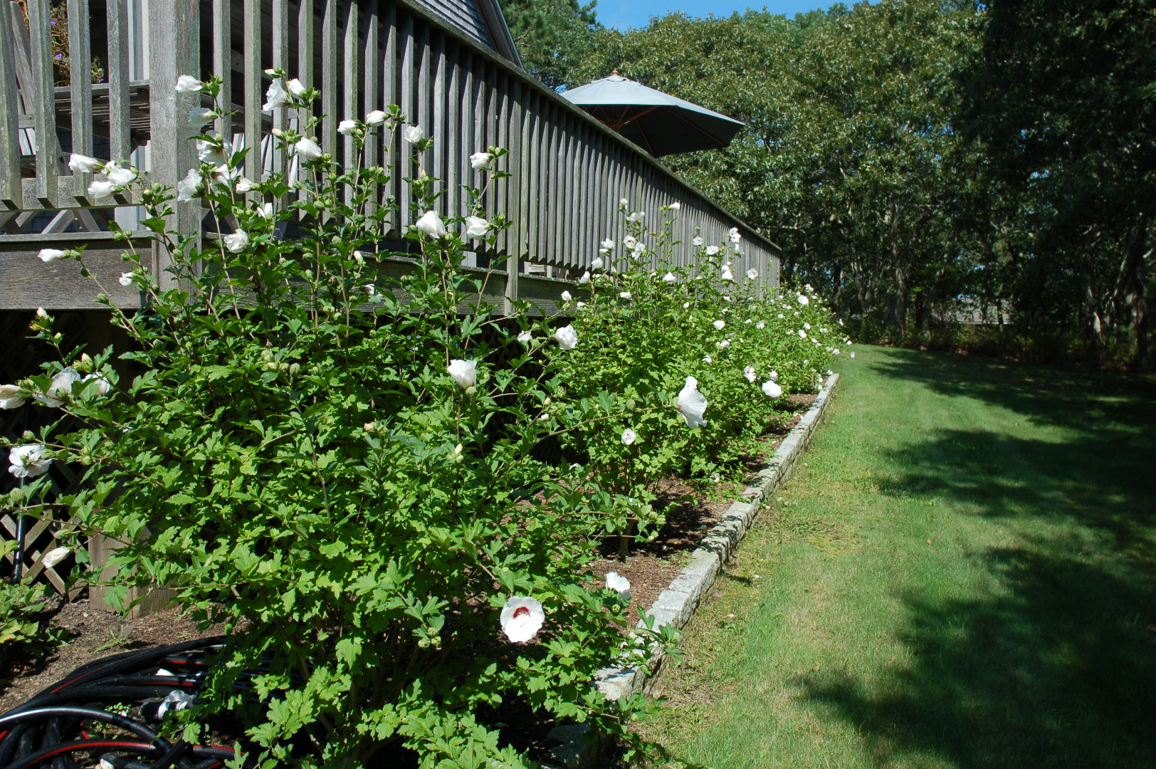 18 Dodgers Hole Road Edgartown, MA 02539 - Photo 3 of 72 Rose of Sharon