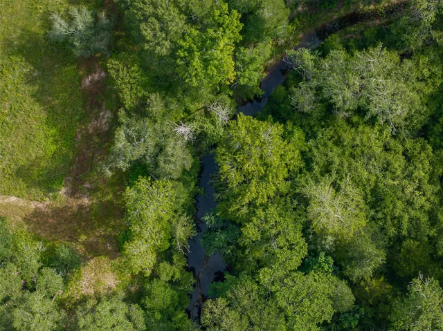 a view of a lush green forest