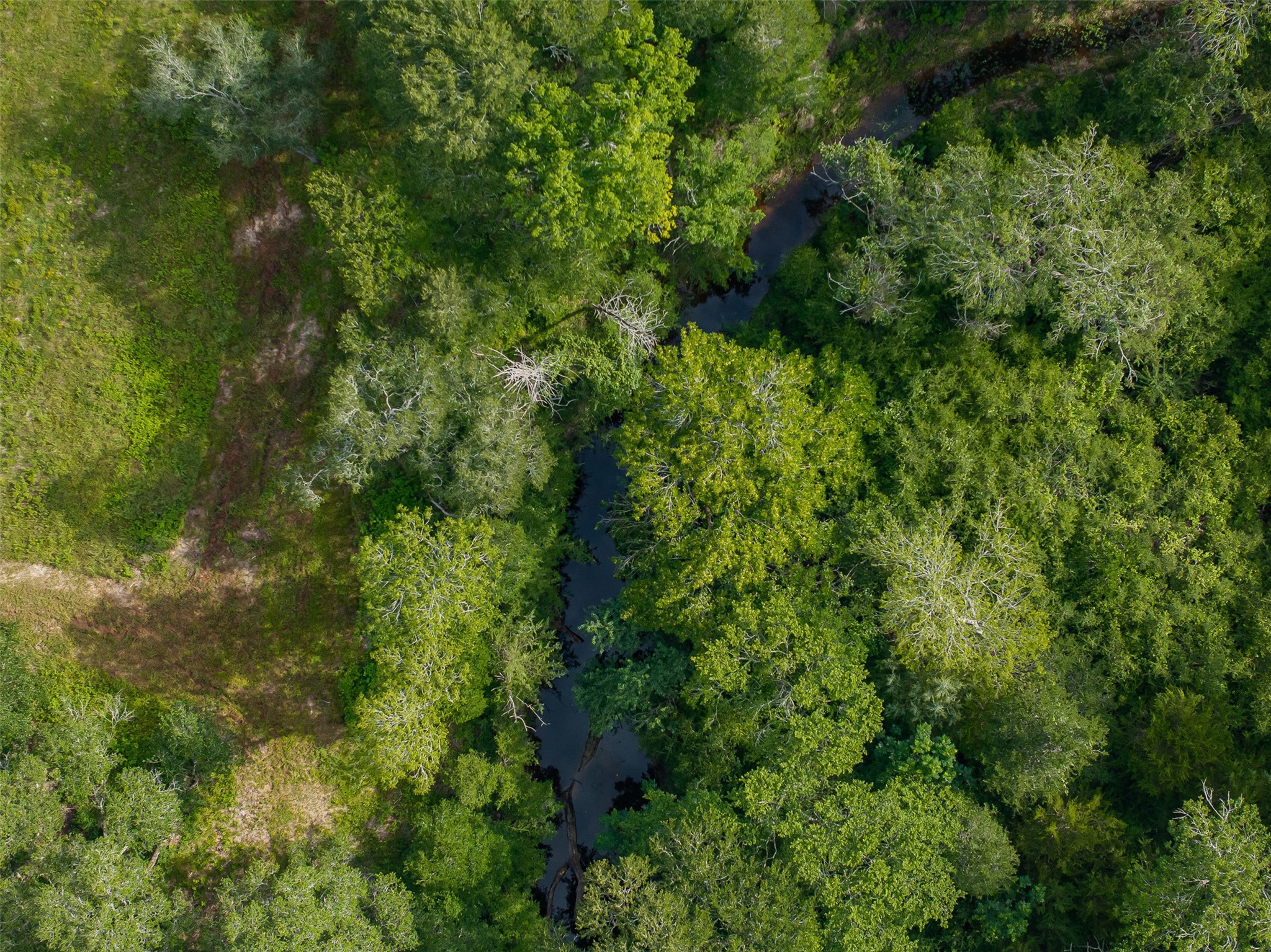 Tbd Schoenst Road Carmine, TX 78932 - Photo 20 of 25 a view of a lush green forest