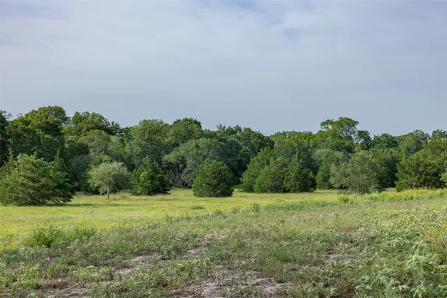a view of a grassy field with trees in the background