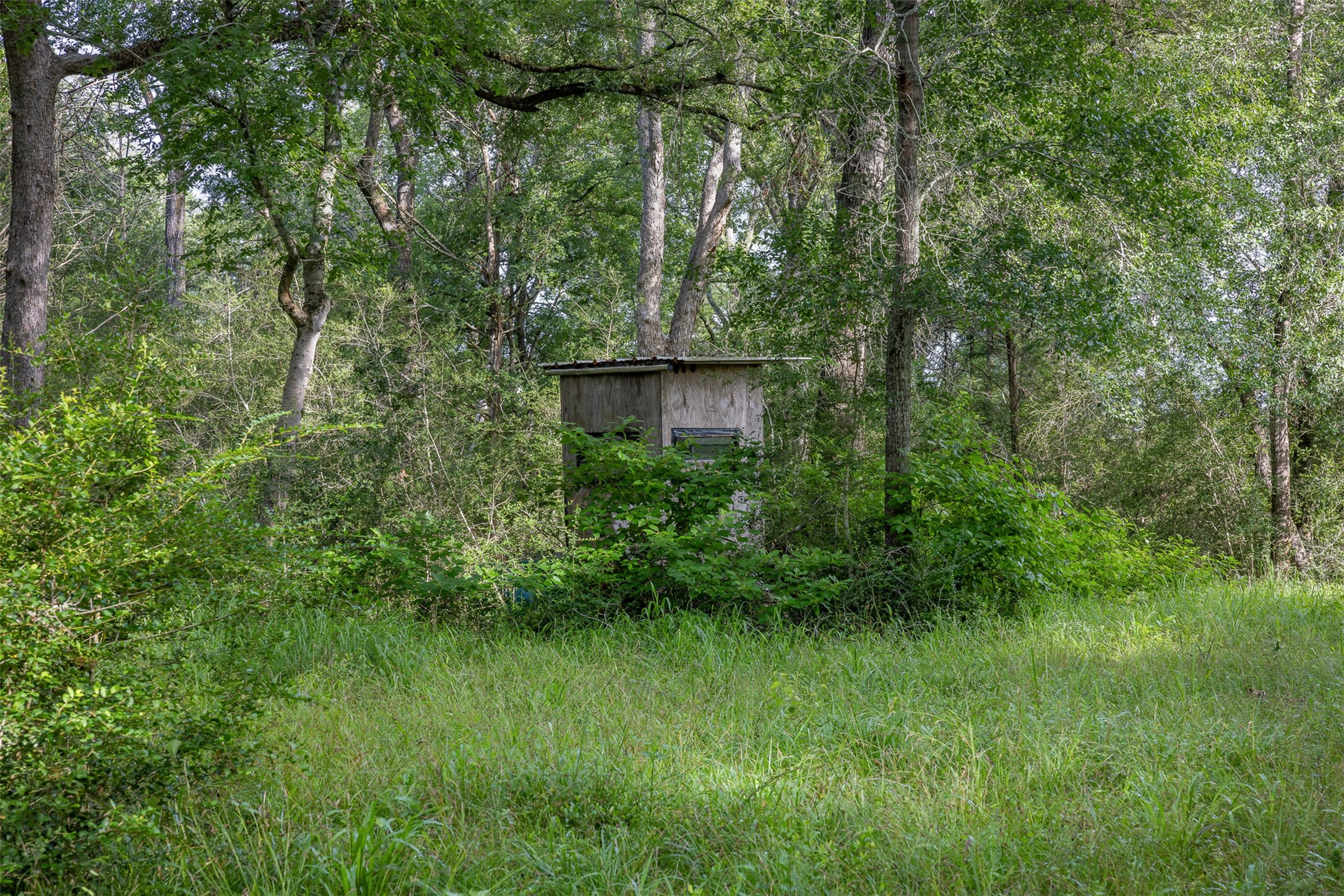 Tbd Schoenst Road Carmine, TX 78932 - Photo 10 of 25 a view of a lush green forest