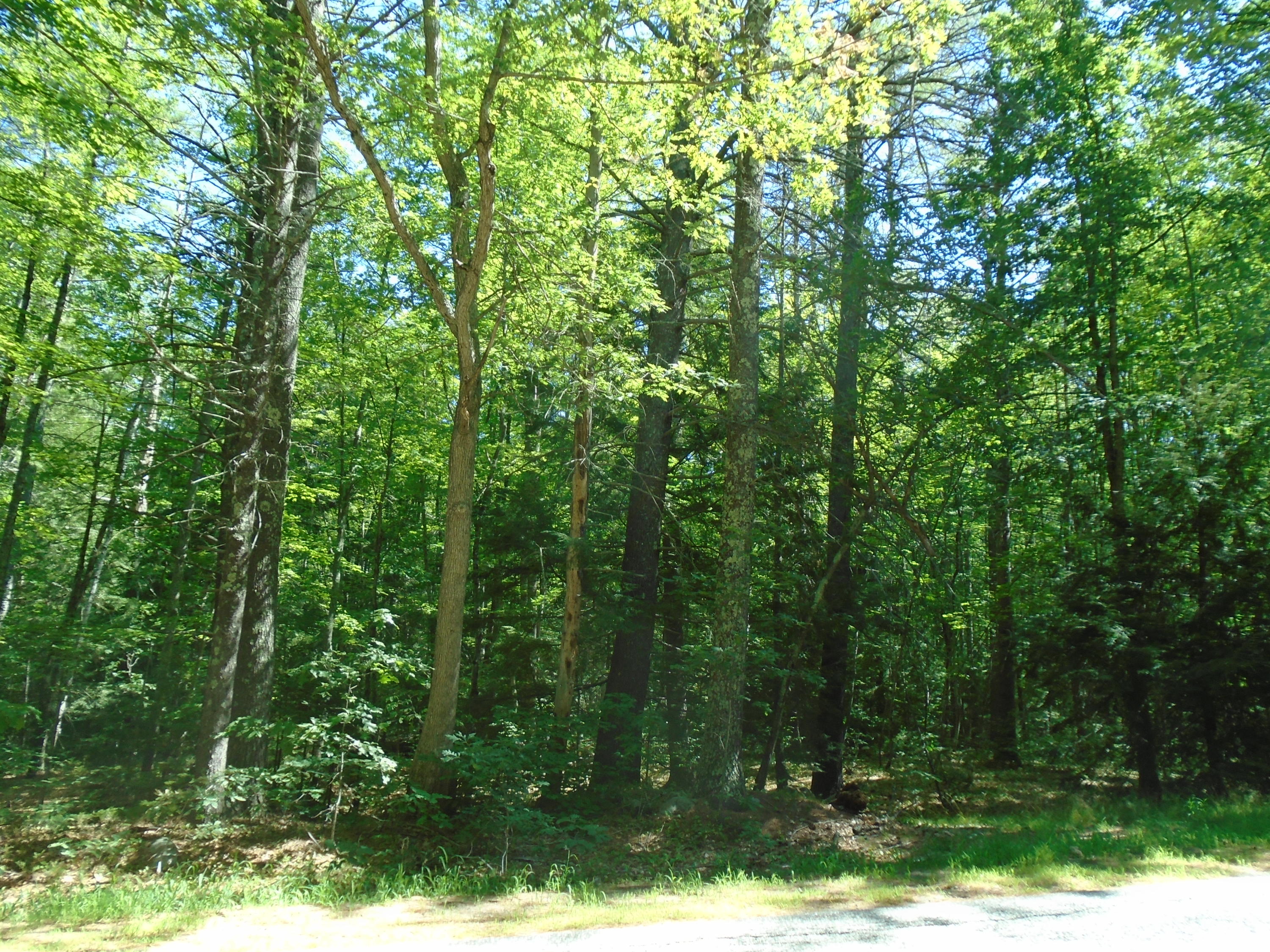Parcel B Mouse Lane Alfred, ME 04002 - Photo 10 of 11 DSC01896