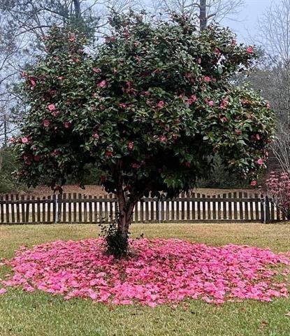 18820 Lee Road Franklinton, LA 70438 - Photo 20 of 23