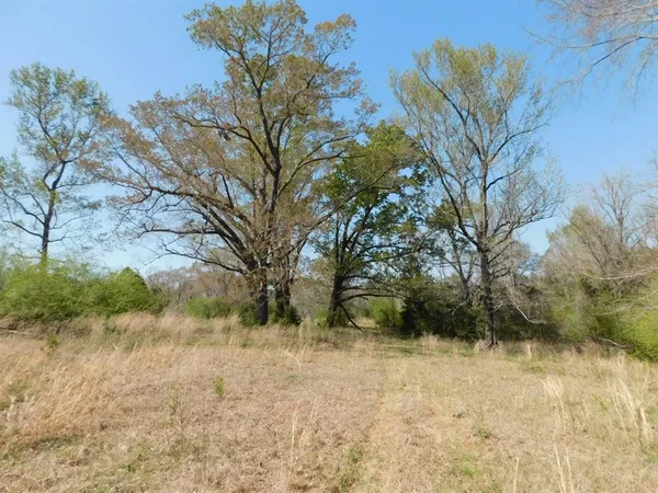 a view of large tree in front of a house