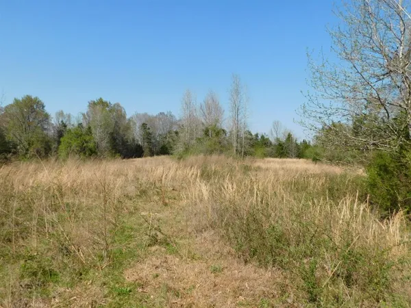 a view of a lake with tall trees