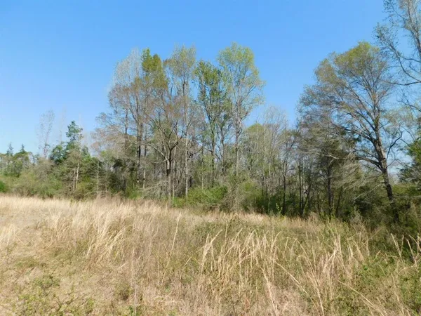 a view of backyard with green space